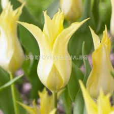 Лале /Tulip Florijn Chic/ Lily-Flowered  11/12