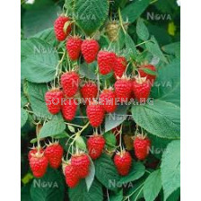 Малина - Rubus Idaeus Tulameen - 1 бр				