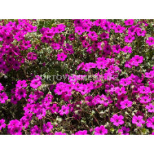 Здравец - Geranium cinereum Subcaulescens - 1 бр