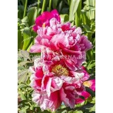 Божур розово-бял / Paeonia  pink/white/ -1 бр