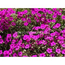 Здравец - Geranium cinereum Subcaulescens - 1 бр