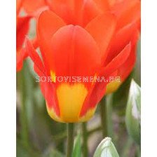 Лале /Tulip Juan/ 11/12