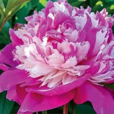 Божур - Paeonia Celibrity - 1 бр				