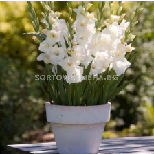 Гладиол Blondie/ Gladiolus small-flowered glamini - 1 брой