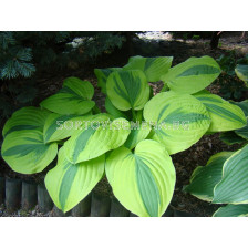 Хоста -  Hosta Moonsplit - 1 бр			