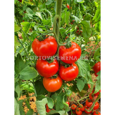 Семена домати ИСМИНИ - червени, индетерминантни - 500 с.