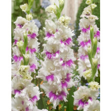 Гладиол/ Gladiolus large-flowered Violet Heart 10/12 - 1 бр.
