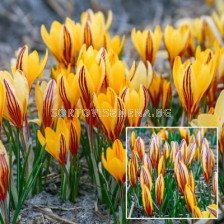 Минзухари  / Crocus 'Early Gold' / 1 бр