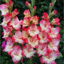 Гладиол /Gladiolus 'Gerona' /1 бр