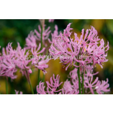 Нерине /Nerine undulata'/ 1 бр