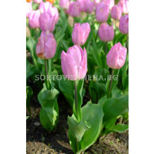 Лале /Tulip Light Pink Prince/ 1 бр