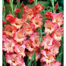 гладиол (Gladiolus) Fresco