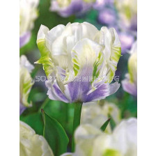 Лале /Tulip White Lizard/ 1 бр