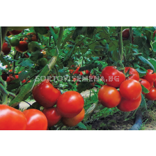 Семена домати Ново Грандо F1 TSWV
