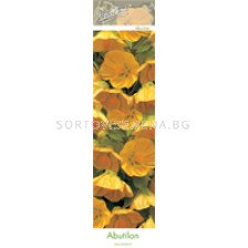 Абутилон (Abutilon) Flowering Maple - Жълт