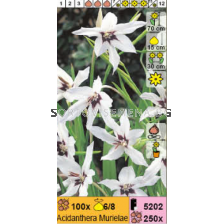 Ацидантера Murielae - 1 брой