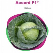 Семена зеле Акорд/ Cabbage Accord Sakata 