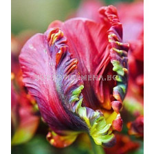 лале Parrot Rococo