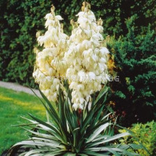 Юка-Yucca Filamentosa - 1 бр				