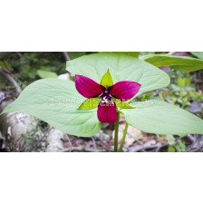 Трилиум /Trillium erectum/ 1 бр