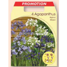 Агапантус микс / Agapanthus mixed / 1 оп ( 4 бр )	