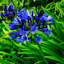 Агапантус / Agapanthus umbellatum blue / 1 бр