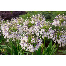 НОВО! Агапантус гигант /Agapanthus Fireworks/ 1 бр