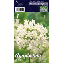 Агапантус Бял -  Agapanthus White