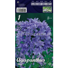 Агапантус Син -  Agapanthus Blue
