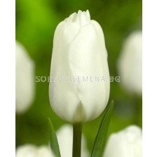 Лале /Tulip Agrass White/ 11/12