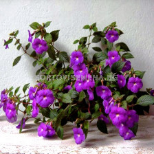 Ахименес лилав - Achimenes hybridum purple