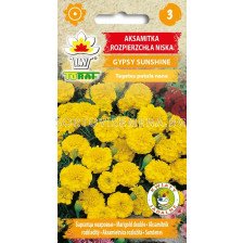 Тагетес жълт Gypsy Sunshine- Tagetes patula nana - 1г