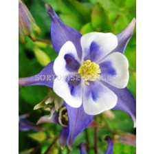 Аквилегия синя - Aquilegia blue