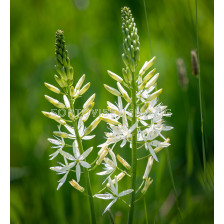Камасия/ Camassia leichtlinii Alba - 1 бр.