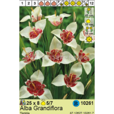 Тигридия Alba Grandiflora - 1 опаковка - 8 броя - sortovisemena.bg Тигридия Alba Grandiflora - 1 опаковка - 8 броя