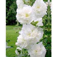 Градинска ружа / Alcea Double White / 1 бр