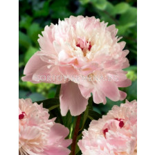 Божур/ LACTIFLORA  Alertie - 1 бр.