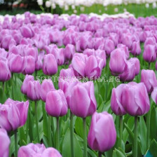 Лале triumph 'Alibi - 1 бр.