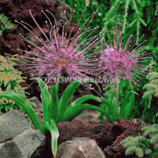 Декоративен лук /Allium Schubertii/ 1 бр