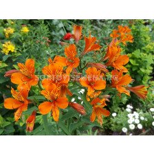 Алстромерия /Alstroemeria aurea 'Orange King'/ 1 бр