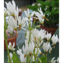 Додекатеон Album/ Dodecatheon meadia - 1 брой