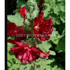 Ружа/ Alcea crimson spring celebrities rosea - 1 бр.