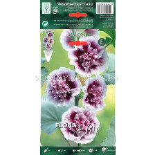 Ружа крем - Alcea Creme de Cassis- 1 бр