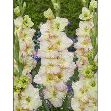 Гладиол Alicia / Gladiolus - 1 брой