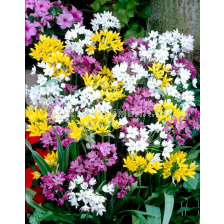 Декоративен лук микс/ Allium mixed - 1 бр.