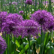 Декоративен лук /Allium Purple Rain - 1 бр.