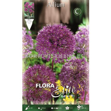 Декоративен лук (Allium) Aflatunense