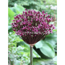 Декоративен лук / Allium Allium Magic  /- 1 бр