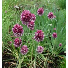 Декоративен лук / Allium scorodoprasum/ 1 бр