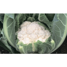 Семена карфиол АЛМАГРО F1 ( ALMAGRO F1 ) Syngenta 1 оп-2500 сем - sortovisemena.bg Семена карфиол АЛМАГРО F1 ( ALMAGRO F1 ) Syngenta 1 оп-2500 сем